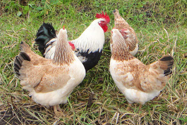 Rassen van kippen Zagorsk-zalmen
