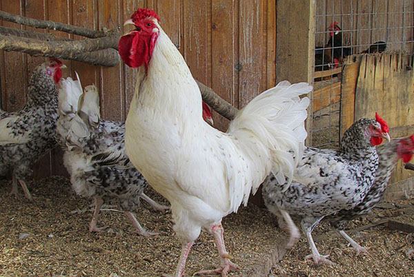 A raça de galinhas Pushkinskaya listrado-heterogéneo