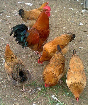 Kuchinskaya Jubilee品种的鸡