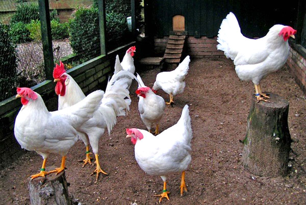 Chickens Leggorn White
