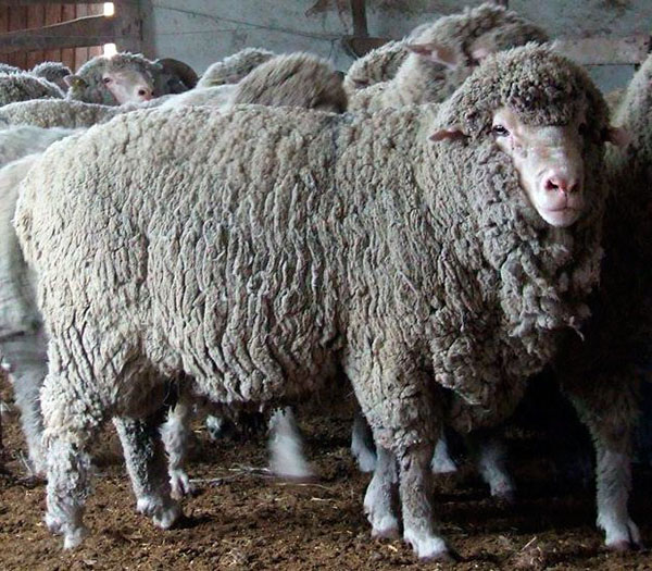 Raça de ovelhas Prekos