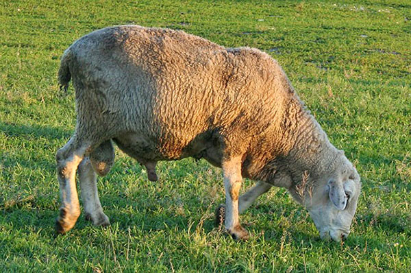 Raça Kuibyshev de ovelhas