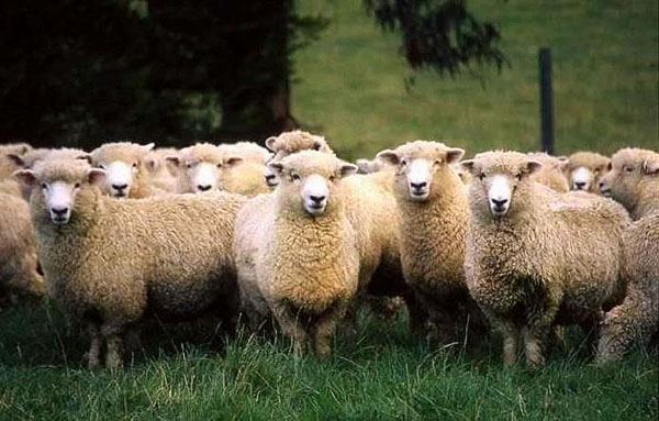 Стадо Куибисхеве овце