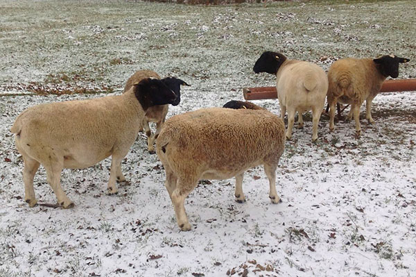Dorper de ovelhas no inverno