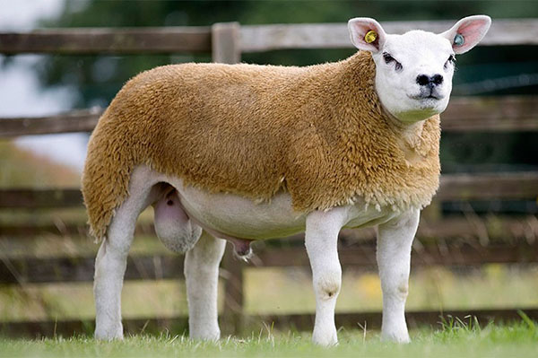 A raça de ovelhas Texel