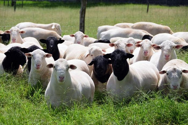 Stádo oviec na pastve