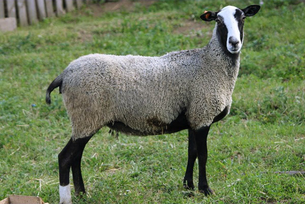 Романовскаиа пасма овце