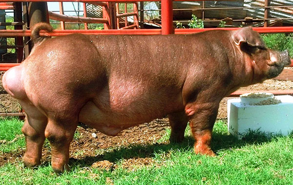 Rasă de porci Duroc