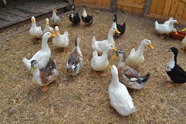 不同品种的鸭子在农庄