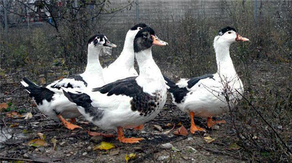 Домаћа патка Мулард