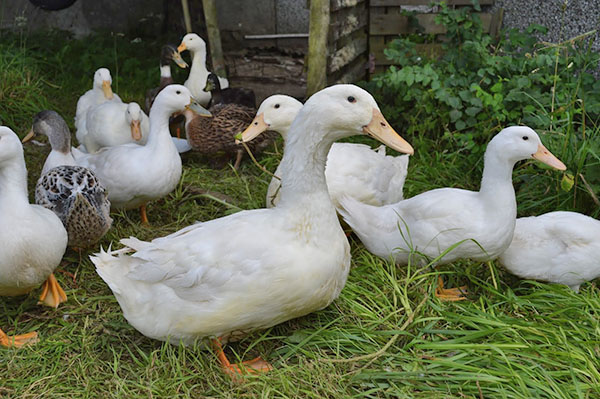 Московска бела патка