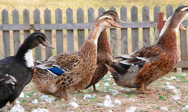Башкирска патка