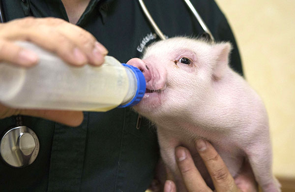 Artificiell utfodring av en gris