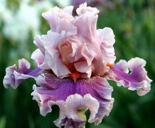 otroligt vacker iris