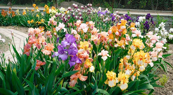 Veelkleurige irissen langs het tuinpad