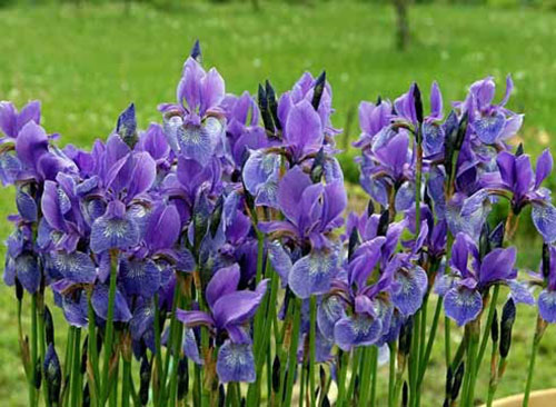 odlar iris utomhus