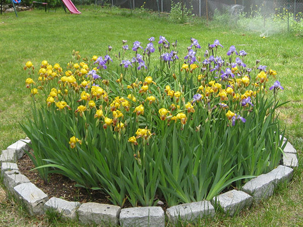 Rond bloembed met irissen