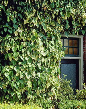 Hiasan dinding bangunan dengan ivy