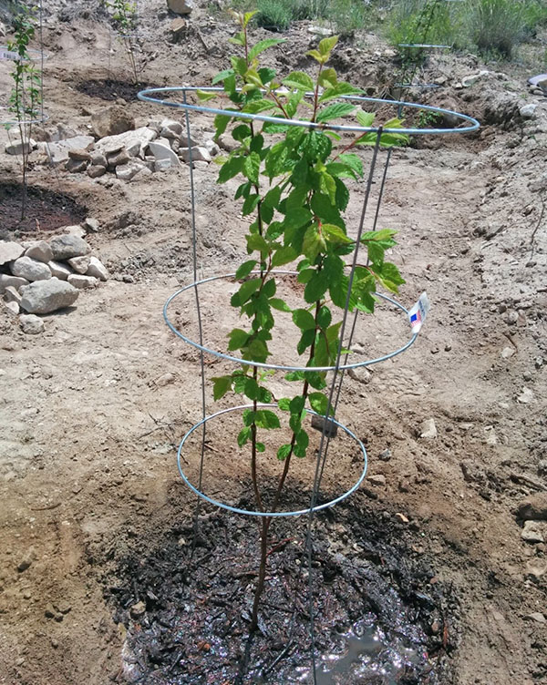 plantando uma cereja de feltro