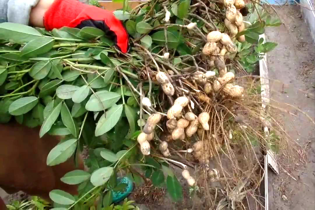 peanut voksende i landet