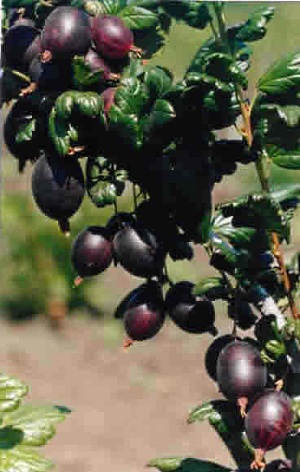 gooseberry pruny