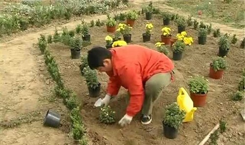 plantering av krysantemum