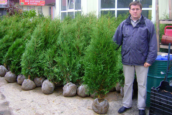 salg av store frøplanter Tuja Bradant