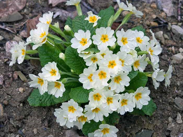 primrose putih