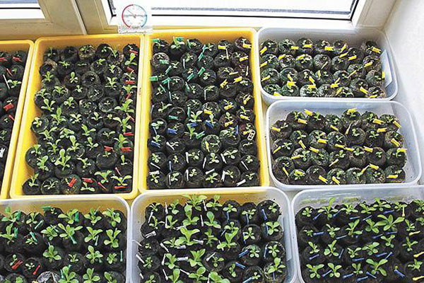 groeiende primula's uit zaden