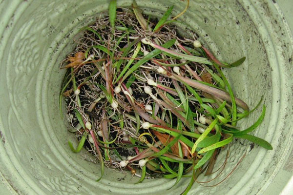 Tumbuhan amaryllis muda dari biji benih