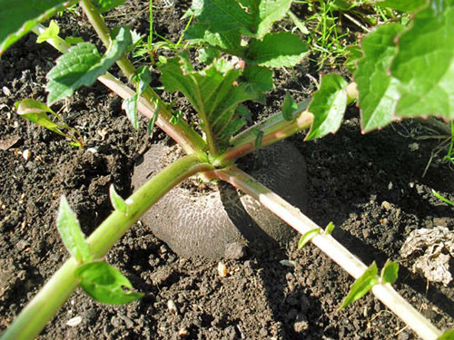 黑萝卜生长在夏季居民的花园里