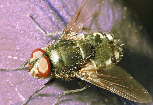 Gulrotfly er en av skadedyrene på reddik