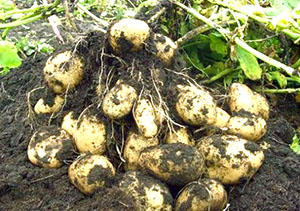 Colheita de batata no campo aberto