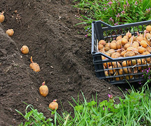 Trench potatis plantering