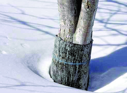Elma ağaçlarının kış koruması