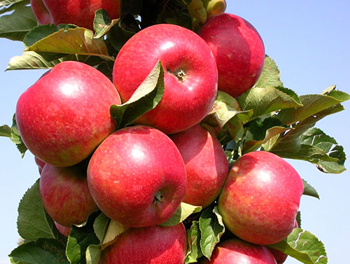Olgunlaşmak için elmaları denemenin zamanı geldi