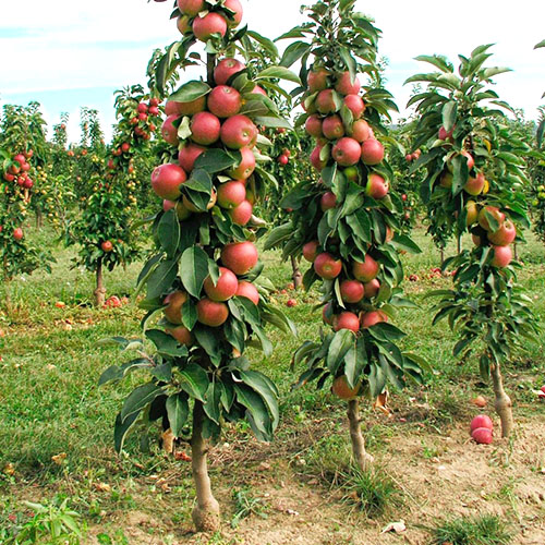 Kolonyal elma ağaçlarının bakımlı bahçesi