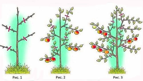 Sütunlu elma ağacı budama şeması