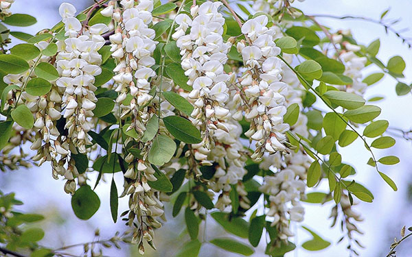 biele akáciové kvety