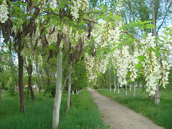 bela akacija v parku