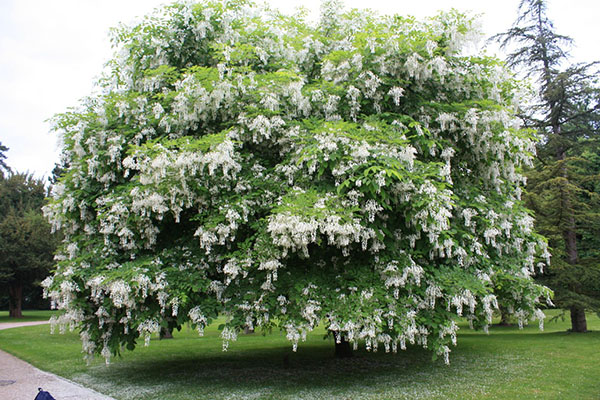 Yetişkin beyaz akasya ağacı