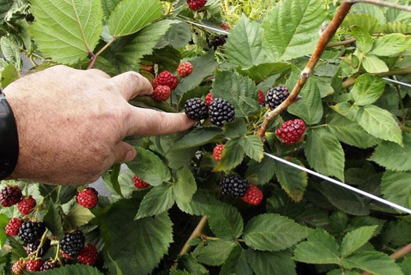 blackberry jardim no país