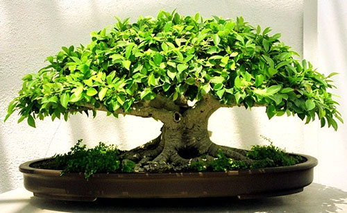 Boxwood i bonsai kultur