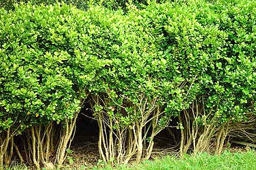 Boxwood oblik grmova