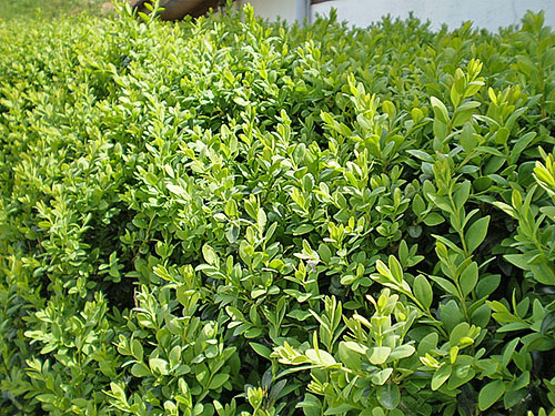 Boxwood evergreen Buxus sempervirens
