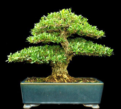 Boxwood - tumbuhan yang sempurna untuk bonsai