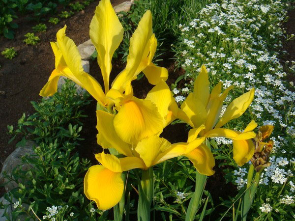 gėlės iris olandų