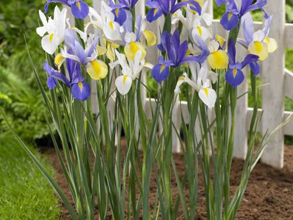 ม่าน irises ของดัตช์