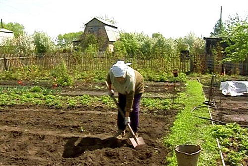 Príprava pôdy na pestovanie repy