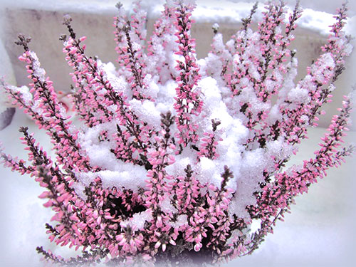 Arbusto de urze coberto de neve